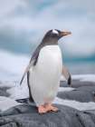 Gentoo Penguin waking to the shore. Antarctica, Antarctic Peninsula, Wiencke Island. Art Print